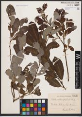 Foto von Salix aurita L. x Salix phylicifolia L.